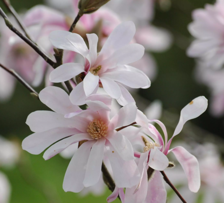 Magnolia 'Leonard Messel' (treeform) - Magnolia x lobneri | The