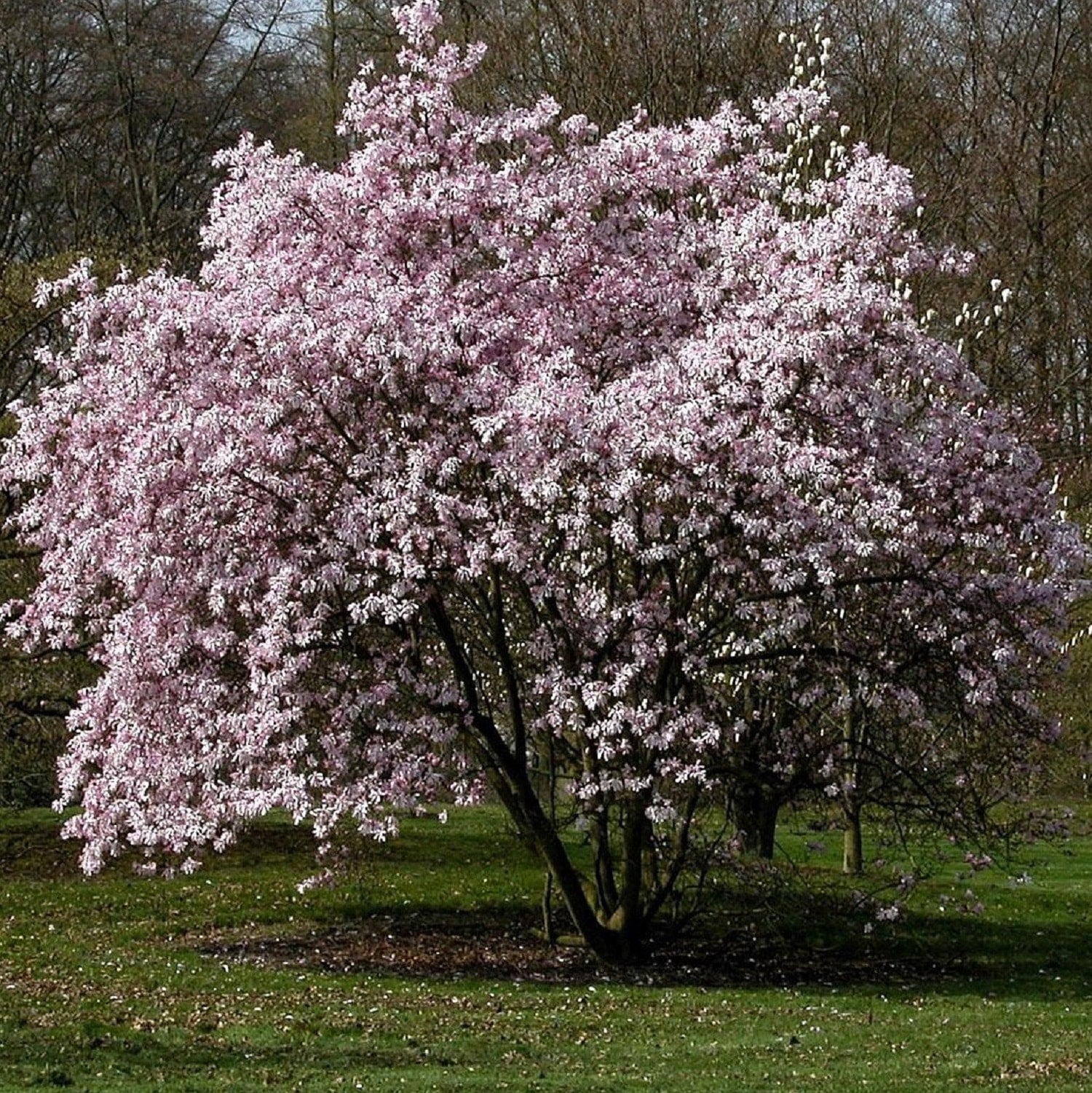 Magnolia 'Leonard Messel' (treeform) - Magnolia x lobneri | The