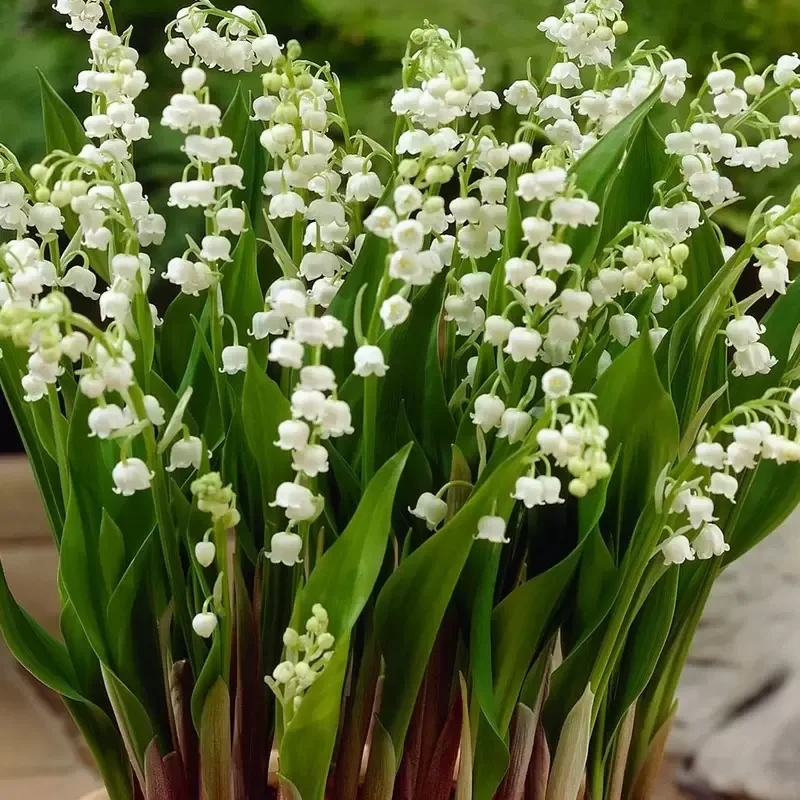 Lily of the Valley - Convallaria majalis - House Plants Delivery Toronto -  JOMO Studio