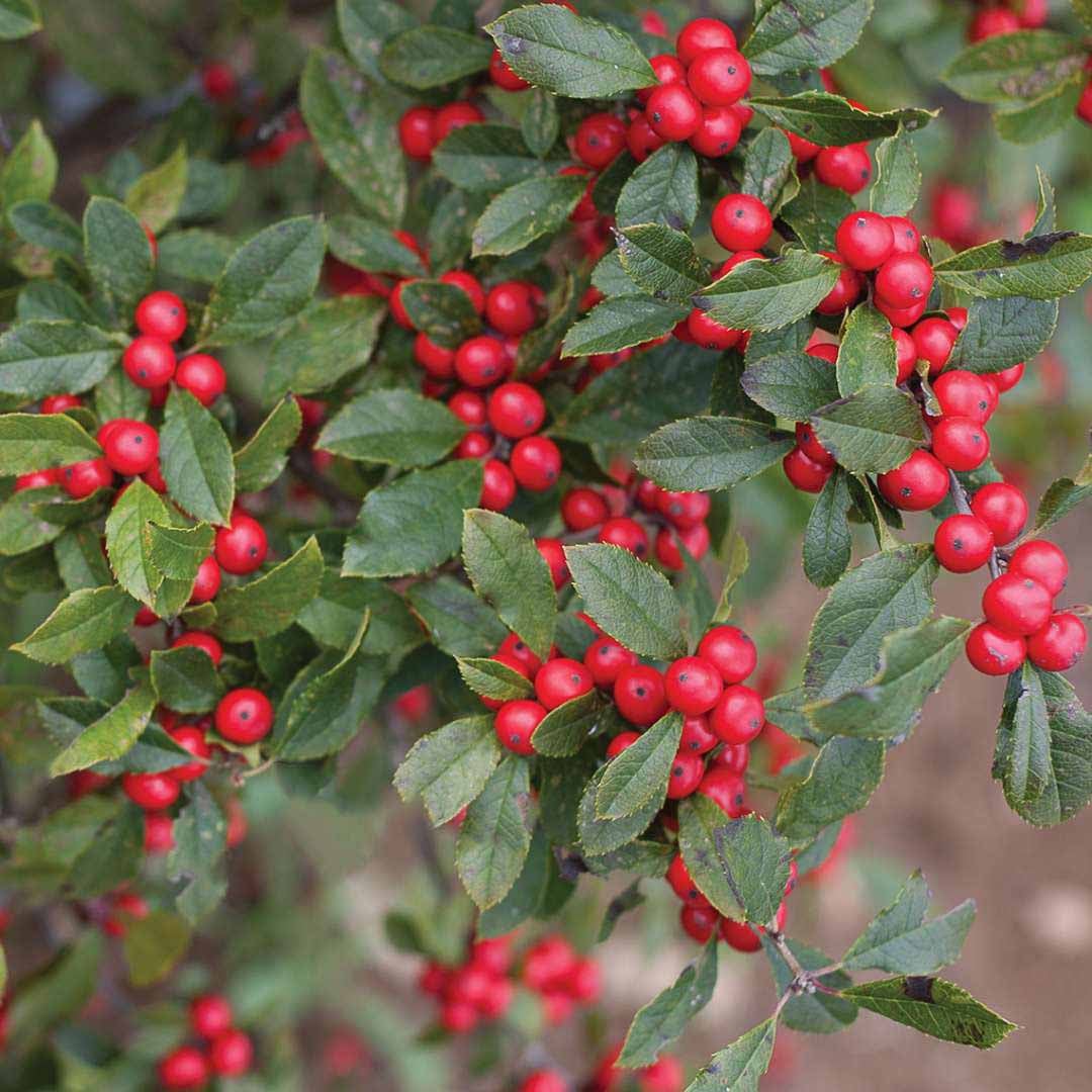 Winterberry Holly 'Little Goblin' - Ilex verticillata | The Greenhouse